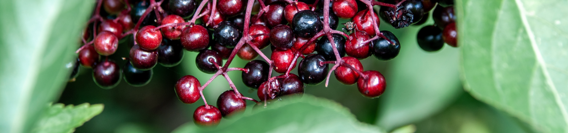 Holunderbeeren