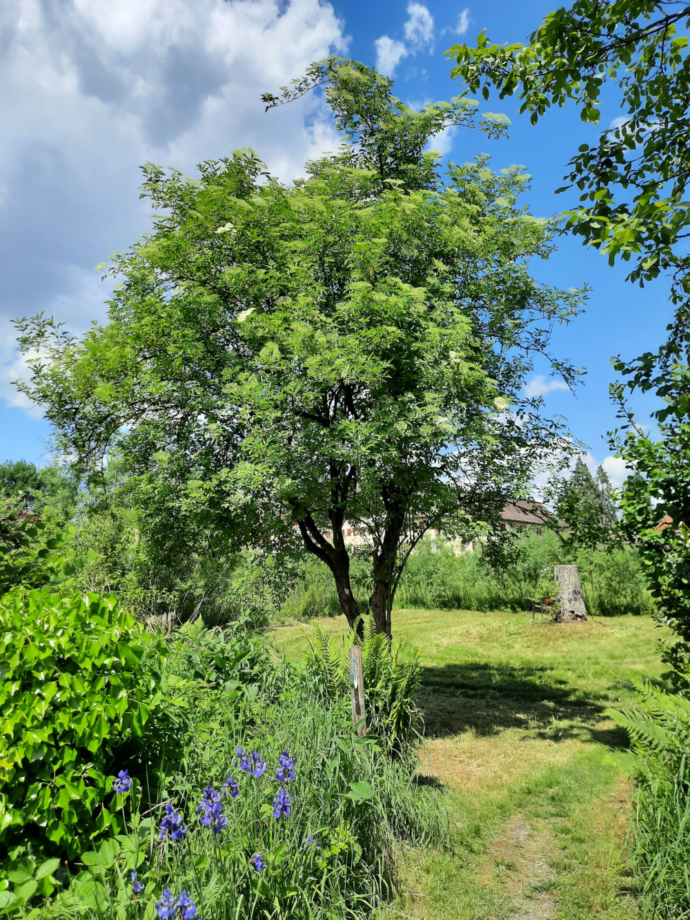 Holunderstrauch Kloster Wesemlin