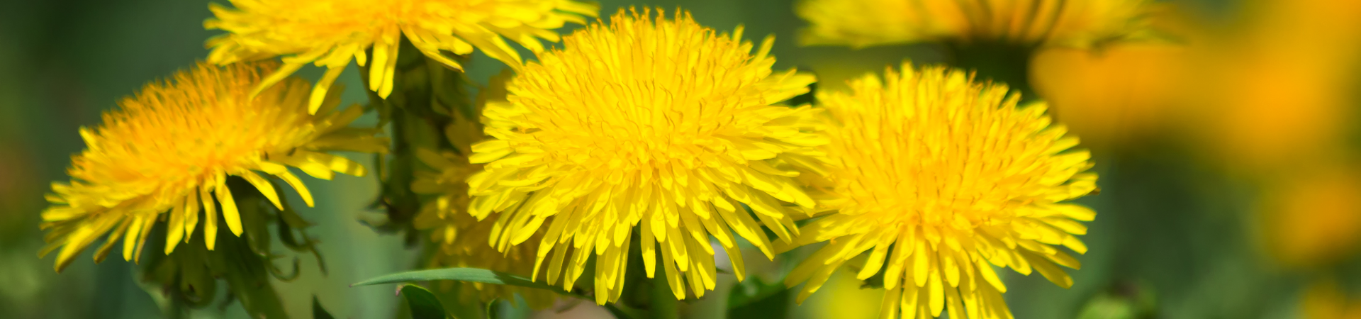 blühender Löwenzahn