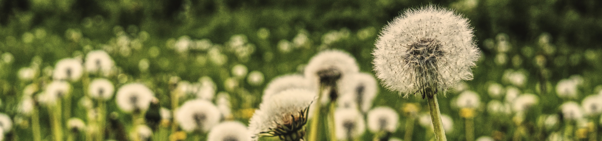 blühender Löwenzahn