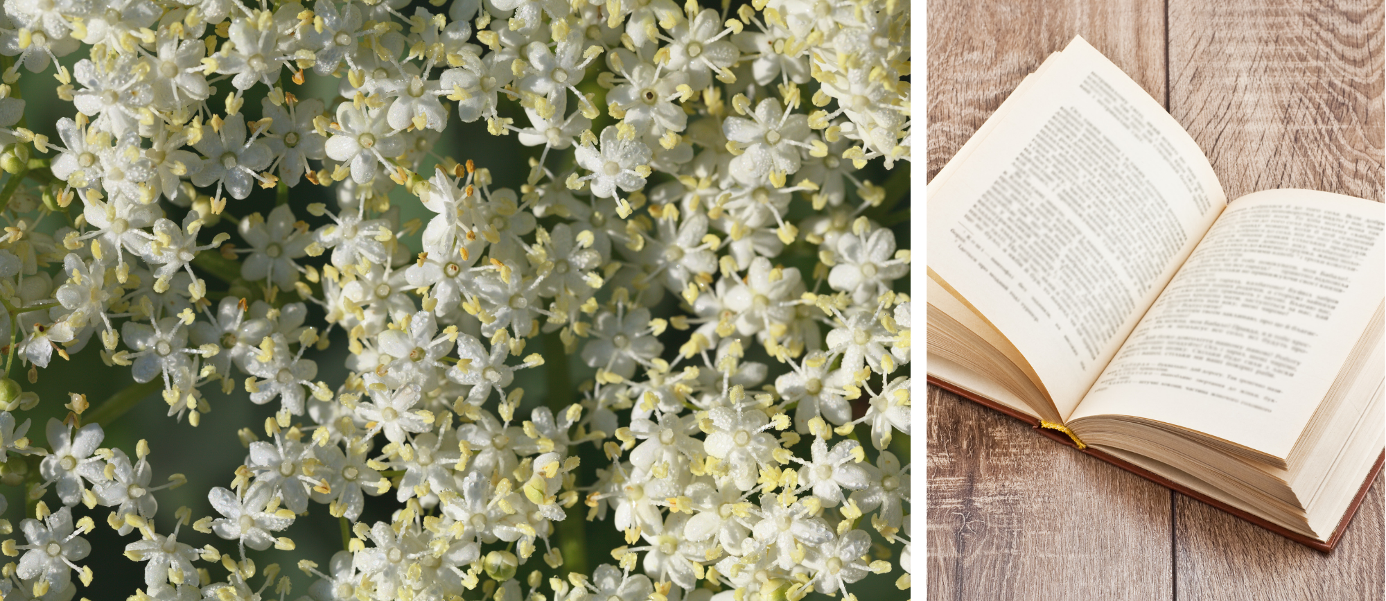 blühender Holunder und Märchenbuch