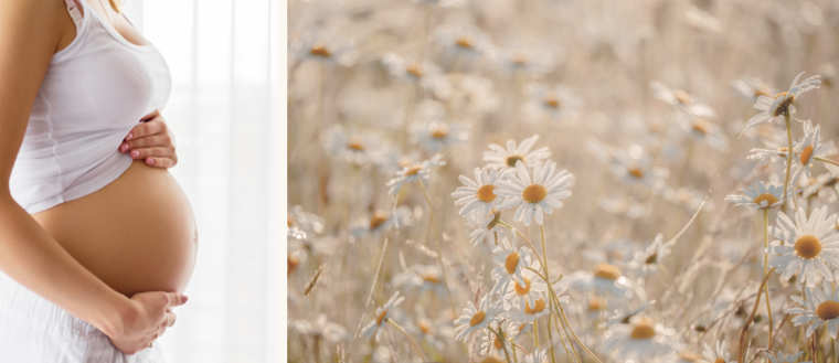 Schwangerschaft_Kamillen