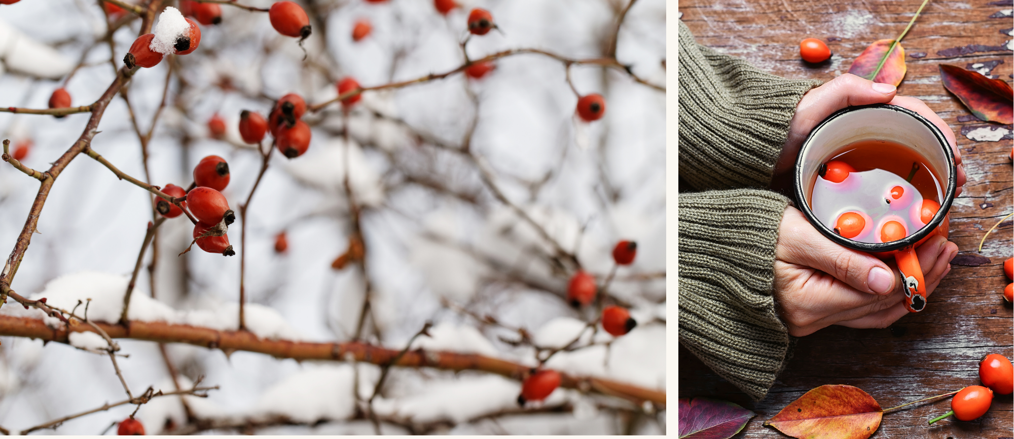Hagebutten<br />
Winterbaum<br />
Tee